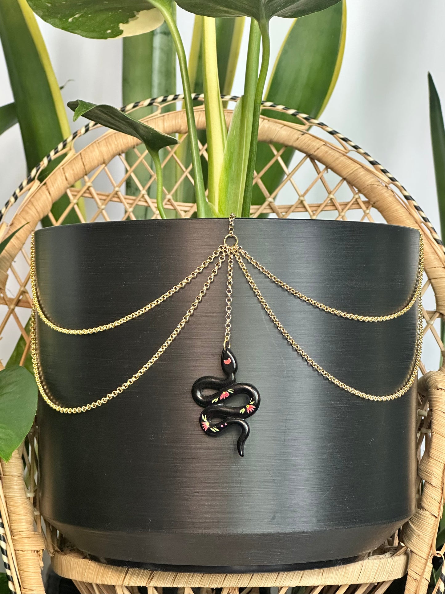 Black Rose Snake